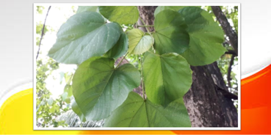 Potensi Ekstrak Daun Paliasa Sebagai Anti Plasmodium falciparum Potensi Ekstrak Daun Paliasa Sebagai Anti Plasmodium falciparum